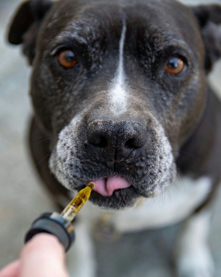 Top 5 Supplements Every Large Dog Should Take