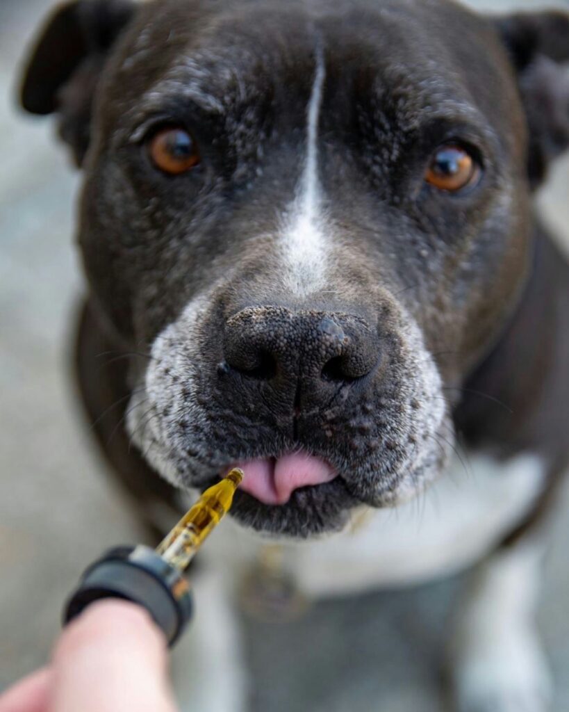 Top 5 Supplements Every Large Dog Should Take