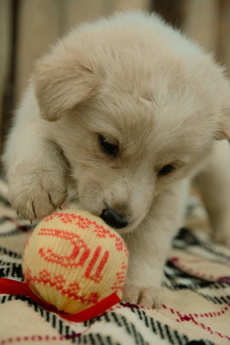 Large-Breed Puppy Care: Insurance, Nutrition, and Training Tips