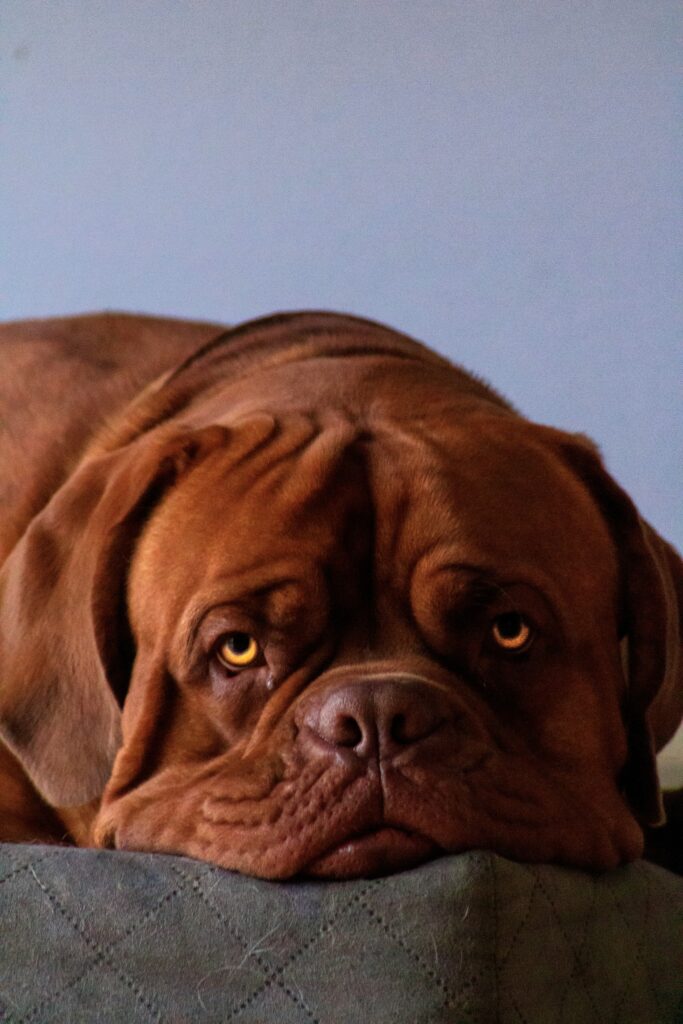 How to Maintain a Healthy Weight in Large Dogs