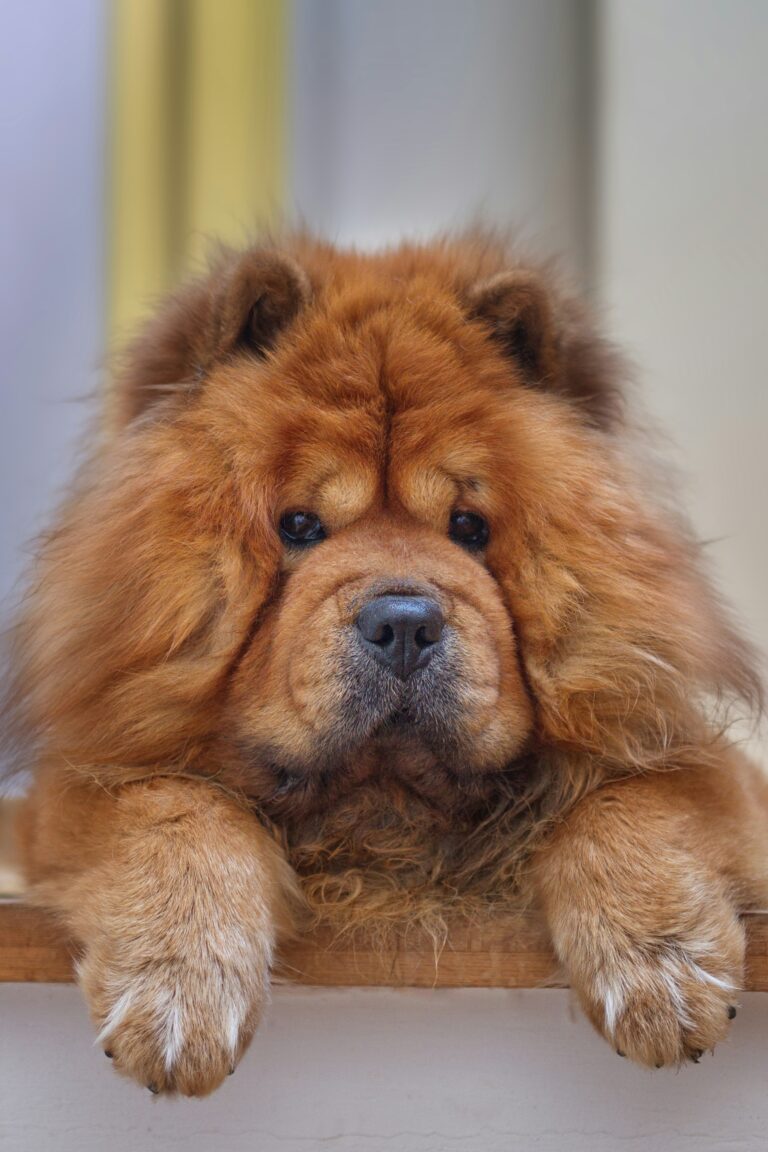 The Most Common Health Issues in Large-Breed Dogs (And How to Prevent Them)