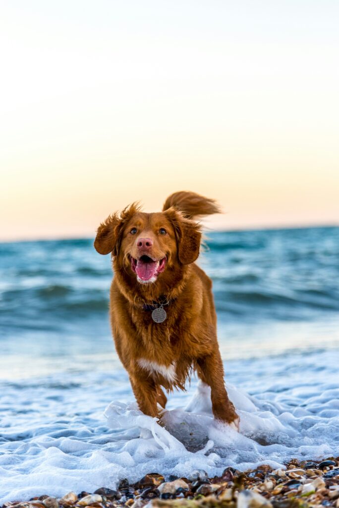 Preventive Care Checklist for Large-Breed Dogs